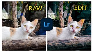 How to Edit Cat with White Fur and Yellow Eyes Photo in Mobile Lightroom screenshot 4