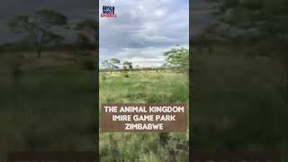 The African Animal Kingdom