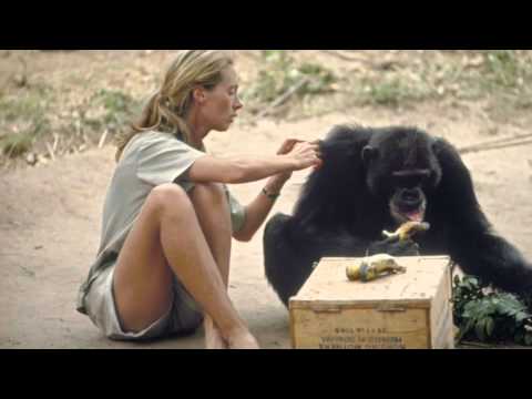 The Watcher: Jane Goodall's Life With Chimps By Emily Prock - YouTube