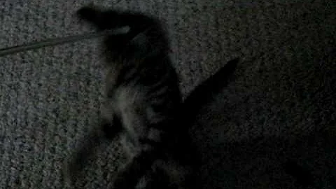 Watch the video about F3 Savannah