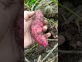Trenggalek Panggul Jawa Timur Indonesia