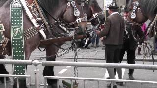 Leonhardifahrt in Grafing anspannen der Pferde an Umzugswagen