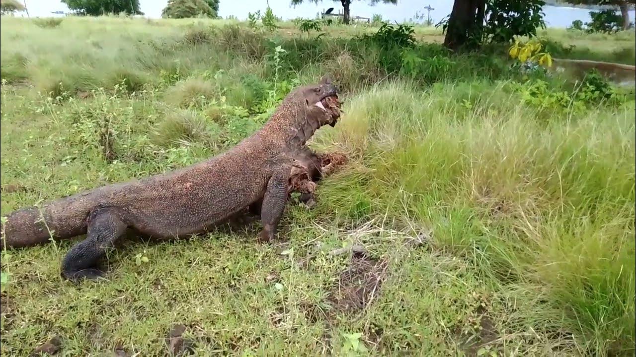 Komodo dragons eat wild boar meat - YouTube