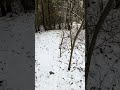 Première neige décembre 2024 #forêt#cabane #neige #santier