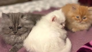 Kitten Tried Food For First Time||Cute Moments||2024❤❤