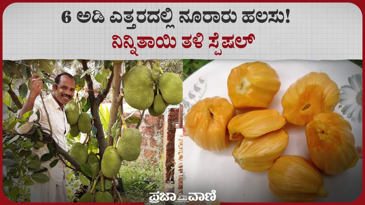 6 ಅಡಿ ಎತ್ತರದಲ್ಲಿ ನೂರಾರು ಹಲಸು!: ನಿನ್ನಿತಾಯಿ ತಳಿ ಸ್ಪೆಷಲ್ | Jack Anil