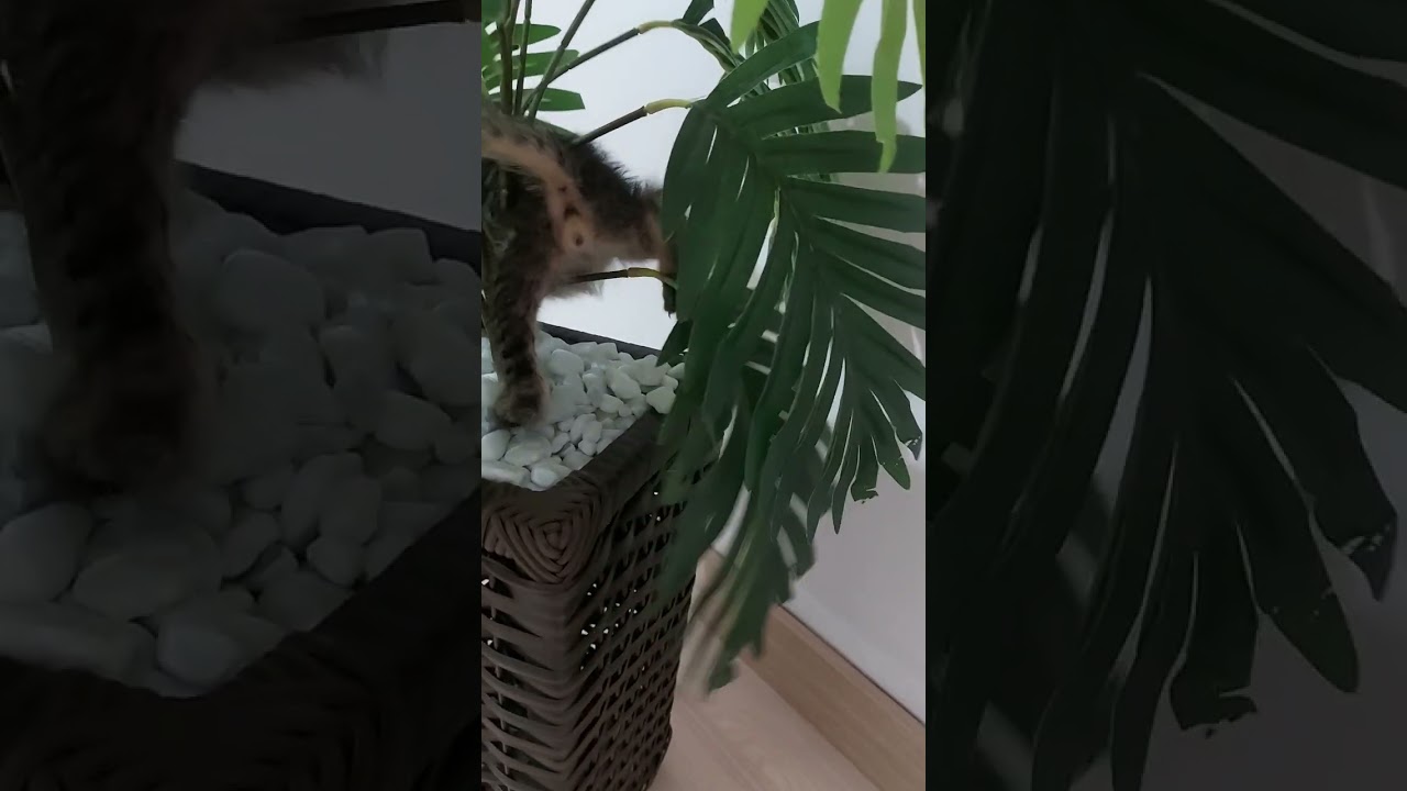 Vídeo filhotinhos do Panino farofa e burak.