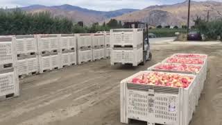 Stacking Apple Bins