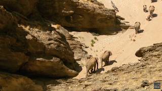 Hoanib - The Secrets of the Desert Elephants (wildlife documentary in english)