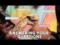 Leopard Geckos Cohabbing? Getting More Reptiles? &amp; More | Q&amp;A