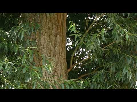 Video: Patuljaste Vrbe (28 Fotografija): Sferna, Boyda I Druge Vrste, Gdje Raste, Opis, Primjeri U Krajobraznom Dizajnu, Sadnji I Njezi