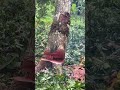cut down the small old hard mahogany wood