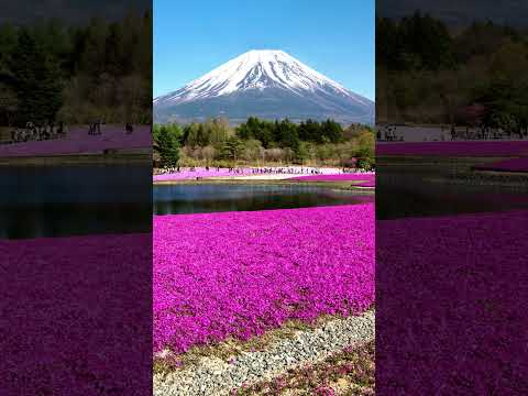 Vidéo: La fleur de cerisier est-elle la même chose que le sakura ?