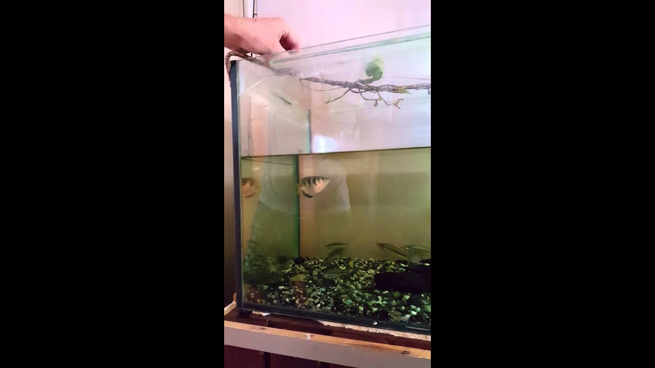 Archer fish spitting