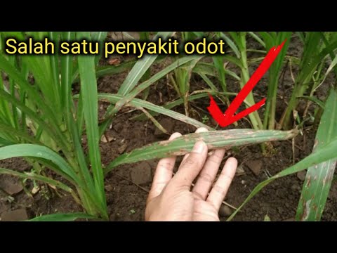 Video: Masalah Karat Rumput: Mengobati Jamur Karat Di Rumput