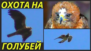 Порода голубей которую Хищник не берет⁉ / Hawk and pigeons