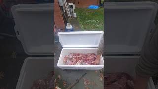 Cooler Aging Venison (Deer Meat) Perfectly Aged Venison Cooler Method #shorts #short #shortvideo