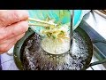 Kakiage (Mixed vegetable and seafood tempura) - Japanese street food