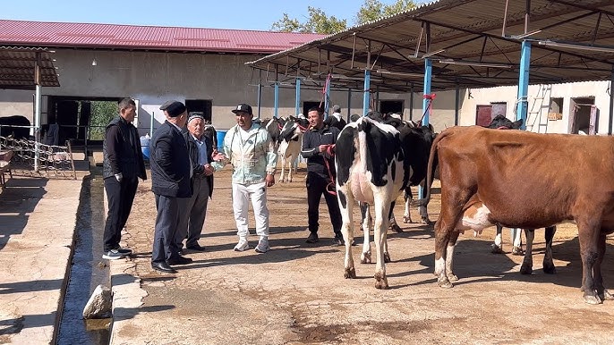 Mast qishloq shaxsiy video