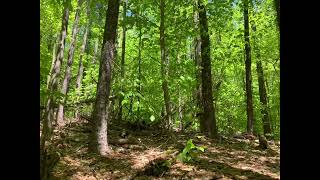 New Hampshire Wood Knocks Sasquatch Bigfoot