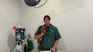 Small animal anesthesia with Dr. Britt
