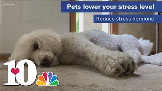 The benefits of owning a pet