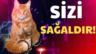 Pişiklər İnsanı Necə Sağaldırlar? İnanılmaz Sirr