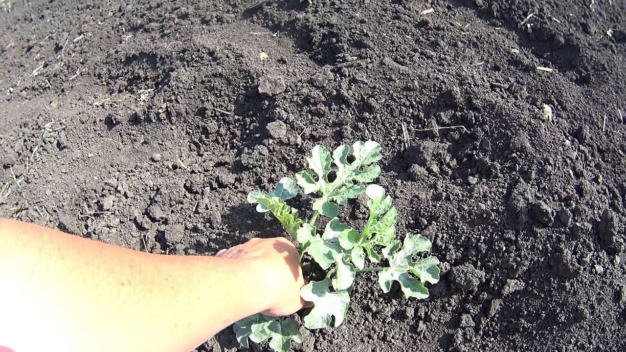 Півгектара кавуна без правил.