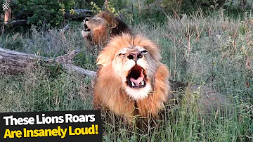 Insanely Loud Lion Roaring Compilation