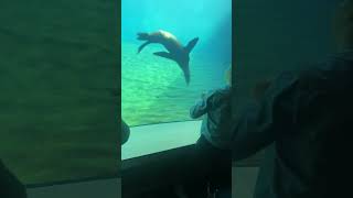 Girl Plays with a Seal at an Aquarium