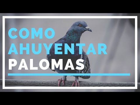 Como AHUYENTAR palomas | MÉTODO Rápido, Fácil y Efectivo