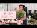 植え込み　剪定について　夏　岐阜農場から　YouTubelive【おうちでガーデニング】開花園チャンネル