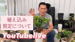 植え込み　剪定について　夏　岐阜農場から　YouTubelive【おうちでガーデニング】開花園チャンネル