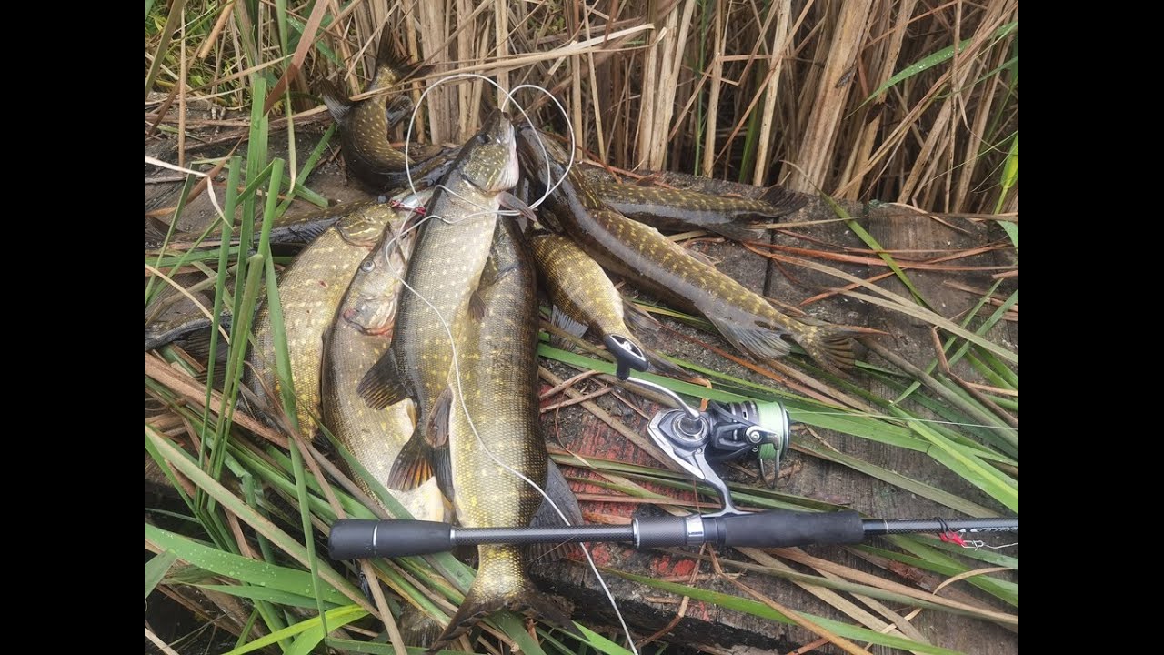 Обзор посылки с щучьими воблерами Тцуйоки Adept и Sanitar