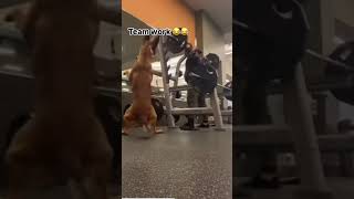 Please share and subscribe #fitness #shorts #funny