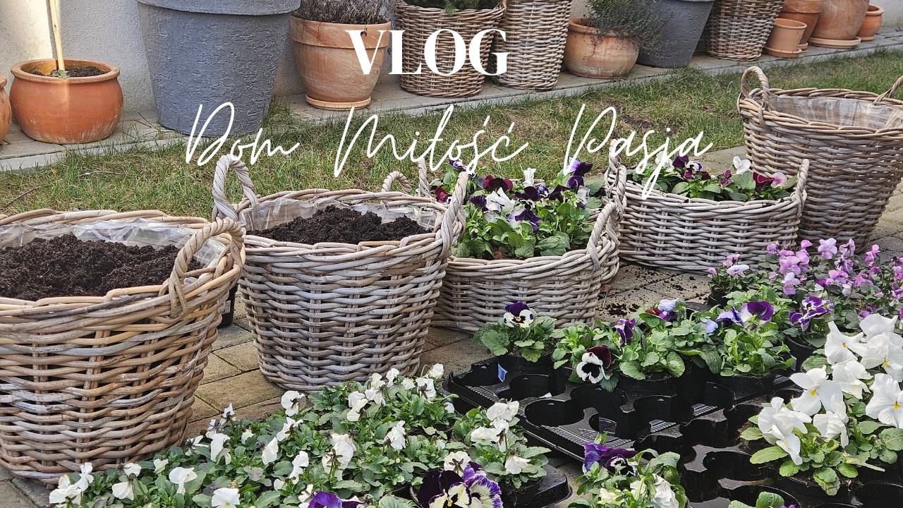 Sadzę pierwsze bratki / Wiosenne porządki w ogrodzie