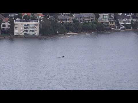 From the Caddy’s Crows Nest | Whales in Manly Cove