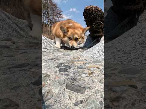 流木の下の匂いを嗅ぐコーギー / A corgi sniffing under driftwood #コーギー #corgi #サクラ