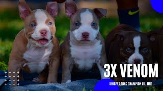 King V X Abkc Champion Lil Ting Pocket American Bully Puppies - Venomline