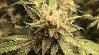 Light Leak In The Flower Tent- Not Good 😡 But Check Out My Auto Flowers In Bud 🌱💪🏻