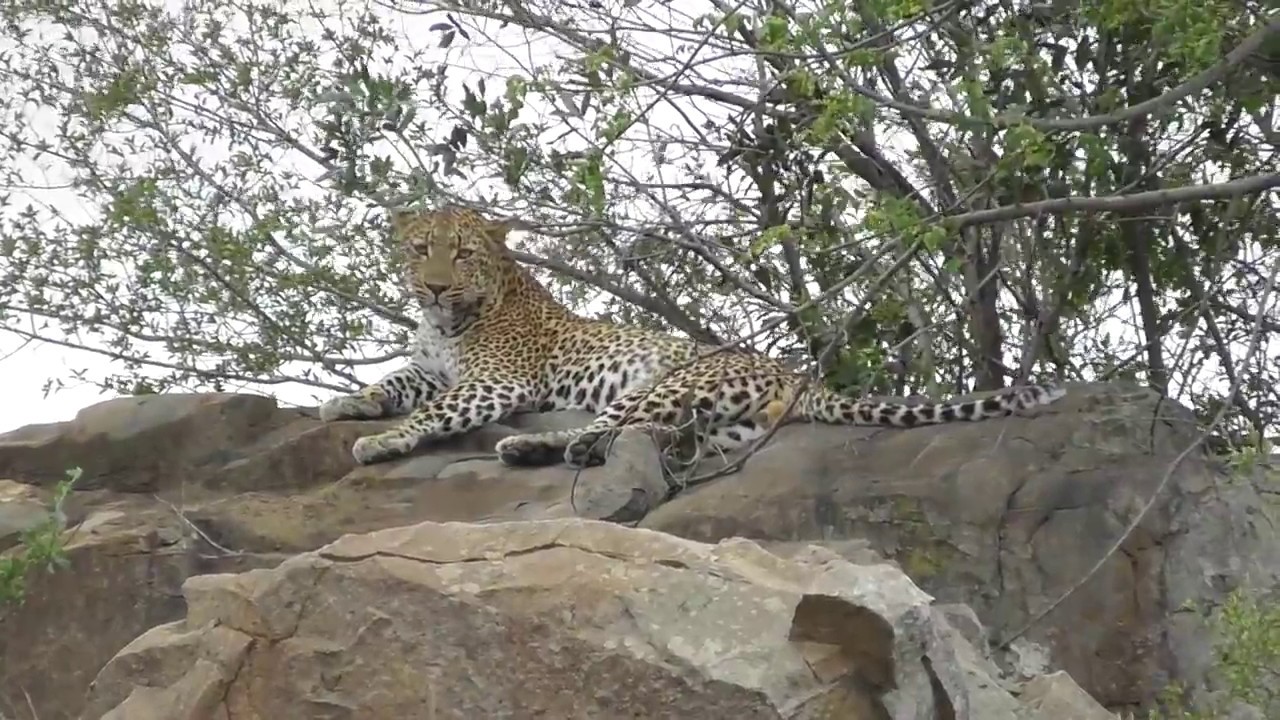 Leopard male have the hiccups.