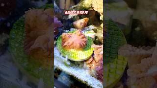 COMO A BLASTO MU E RED ESTA NO SOL #reeflife #aquaticpets #reef #reefminuto