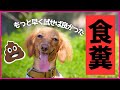 食糞が治った我が家の対策 目からウロコ!