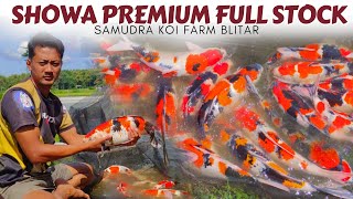 Never Ending Super Koi Fish Here❗Samudra Koi Farm Blitar