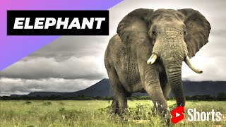 Elephant 🐘 One Of The Most Intelligent Animals In The World #shorts #elephant #intelligent animal screenshot 5