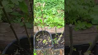 Weeping Willows from cuttings
