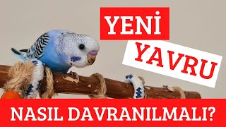 YENİ GELEN KUŞU ELE ALIŞTIRMA (NEDEN YEM YEMEZ?) | MİSAFİR MUHABBET KUŞU