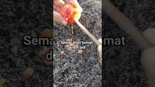 semai bibit tomat di pot