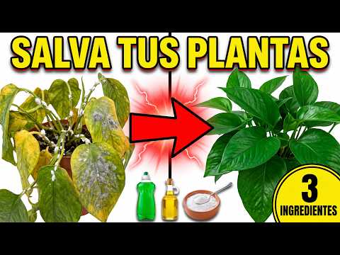 3 ingredientes que tienes HOY en casa para eliminar pulgones, mosca blanca y hongos de tus plantas
