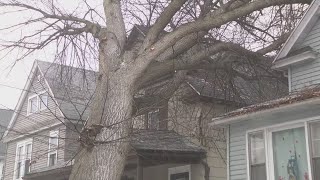 Strong winds causing trees to fall